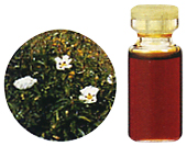 �V�X�g���[�Y�I�C��