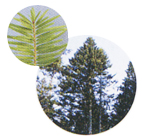 ���~�@�E�H�[�^�[