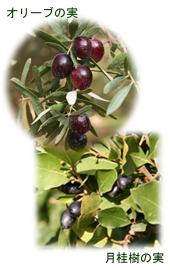 �I���[�u�I�C���ƃ��[�����I�C��