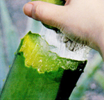 �A���G�x��