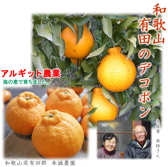 �A���M�b�g�_�Ƃ̃f�R�|��