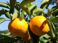 �L�c�݂���