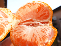 �a�̎R�݂���