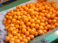 �L�c�݂���