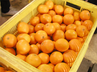 �L�c�݂���