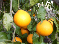 �L�c�݂���