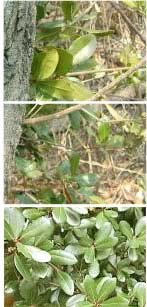 �E�o���K�V